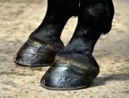 pieds-cheval-onguent-cirabeilles